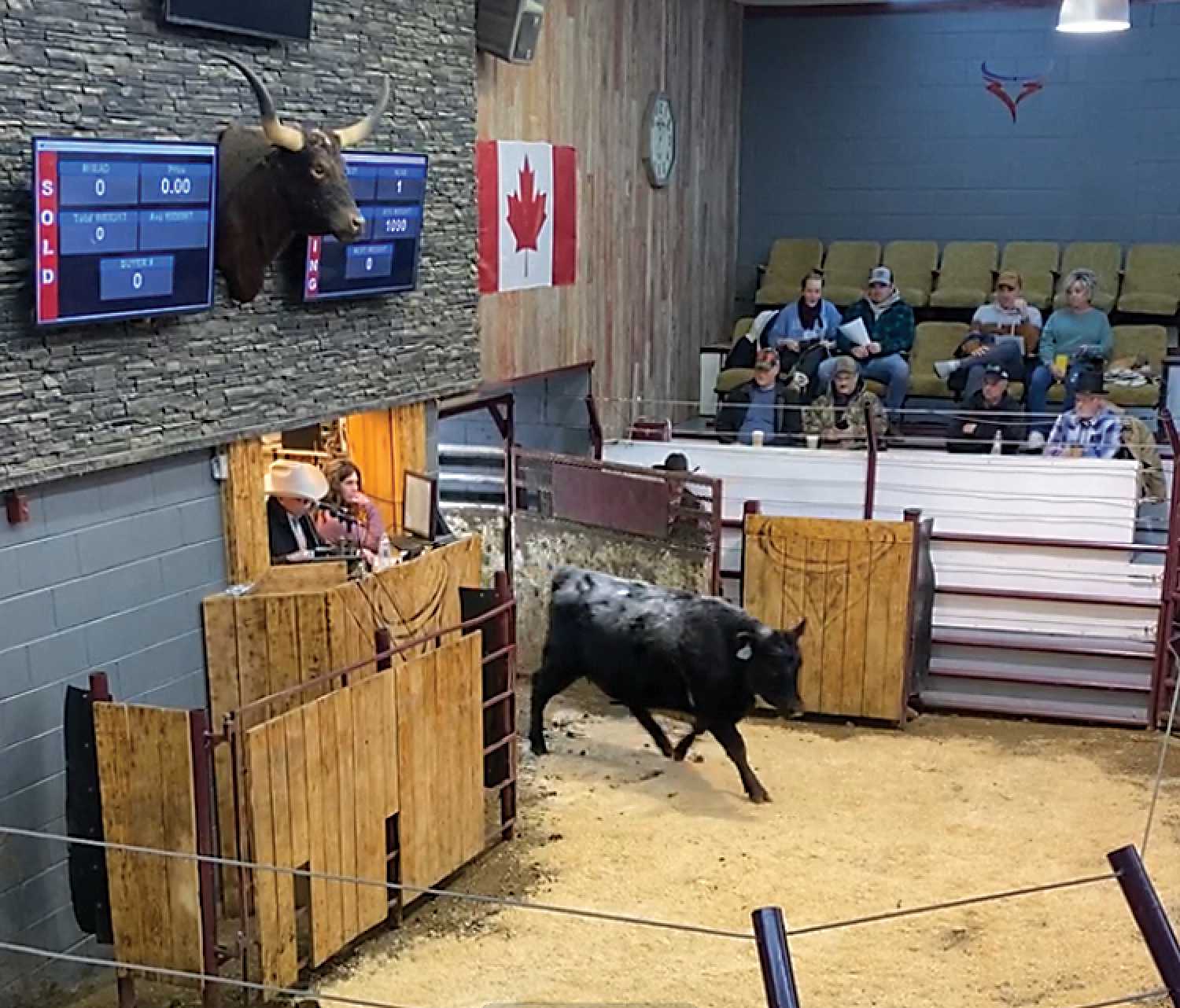 One of MacPhersons heifers being auctioned at the dispersal sale at Whitewood Livestock on Feb. 15.